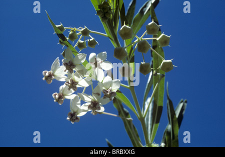 Balloonplant, coton ballon-bush ou usine swan (Asclepias physocarpa) plante à fleurs, l'Afrique du Sud Banque D'Images