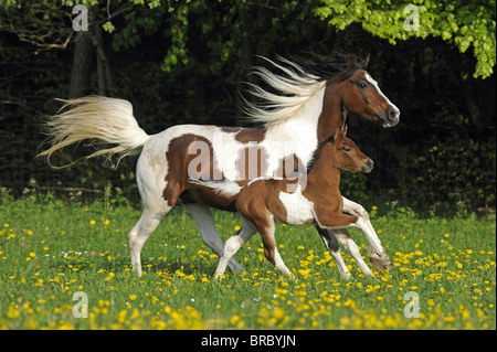 Lewitzer Cheval (Equus ferus caballus), mare avec poulain dans un galop sur un pâturage. Banque D'Images