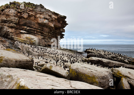 Gorfous sauteurs. Nouvelle Île, Îles Falkland, Royaume-Uni Banque D'Images