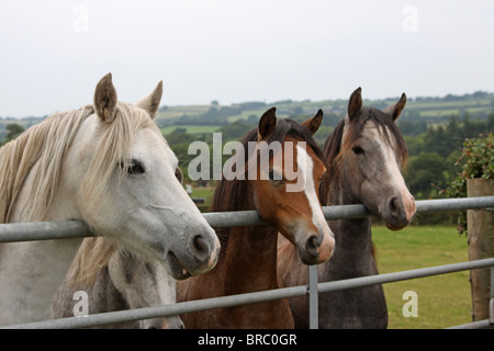 Trois poneys Welsh Mountain à plus d'un gate Banque D'Images