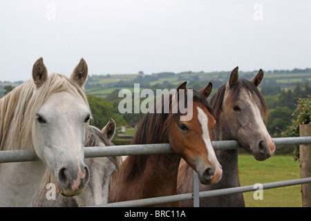 Trois poneys Welsh Mountain à plus d'un gate Banque D'Images