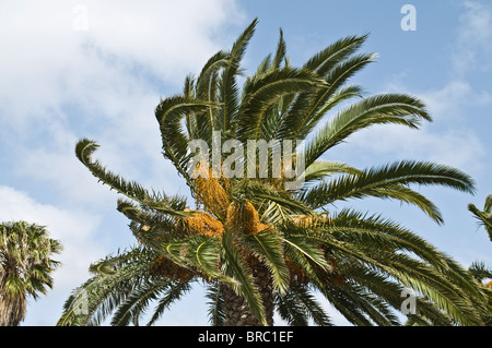 dh arbre de palmiers phoenix dactylifera PALMIERS LANZAROTE vents forts feuilles balayées soufflant dans le vent vent vent temps venteux Banque D'Images