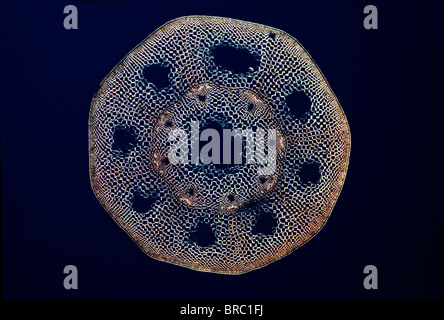 La lumière Microphotographie (LM) d'une section transversale d'une tige d'une fougère Prêle (Equisetum sp.) Banque D'Images