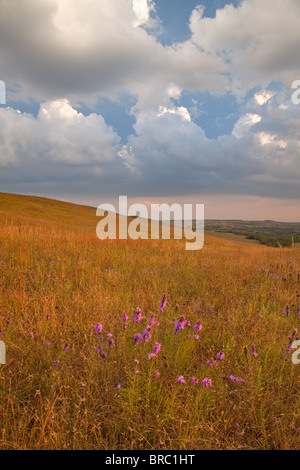 Dans Blazing Star des prairies à herbes hautes, Konza Prairie, Kansas Banque D'Images