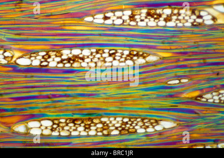 La lumière Microphotographie (LM) d'une section longitudinale montrant les éléments du xylème de l'acajou (Swietenia mahagoni), agrandissement x600 Banque D'Images