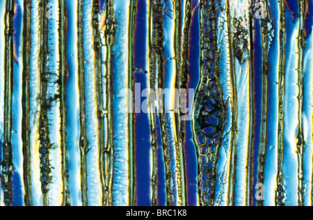 La lumière Microphotographie (LM) de section longitudinale montrant les éléments du xylème, bois de pin sylvestre (Pinus sylvestris), agrandissement x600 Banque D'Images