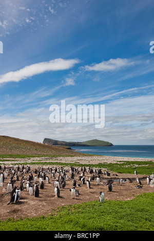 Colonie de manchots Gentoo, Pygoscelis papua, Nouvelle Île, Îles Falkland Banque D'Images