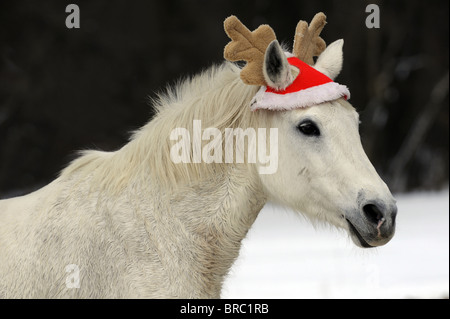 Cheval domestique (Equus ferus caballus). Cheval gris sur un pâturage wearing Reindeer pac. Banque D'Images