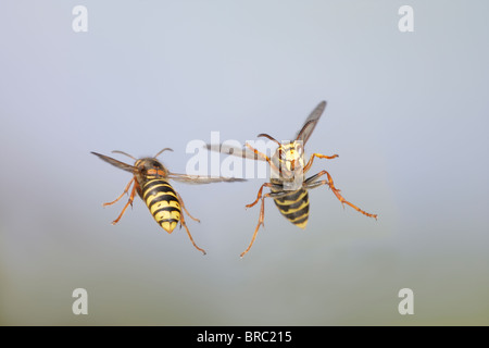 Wasp médian ( Dolichovespula media) en vol Banque D'Images