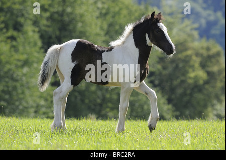 Gypsy Vanner le Cheval (Equus ferus caballus), poulain trottant sur un pré. Banque D'Images