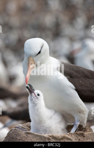 Albatros à sourcils noirs Steeple Jason avec chick, Île dans les Malouines. Banque D'Images