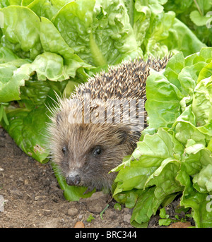 Hérisson (Erinaceus europaeus) dans un jardin Banque D'Images