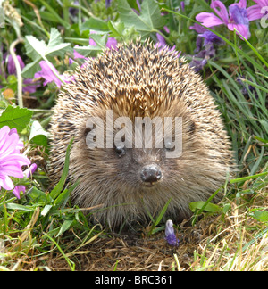 Hérisson (Erinaceus europaeus) dans un jardin Banque D'Images