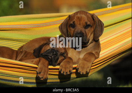 Le Rhodesian Ridgeback (Canis lupus familiaris). Deux chiots dans un hamac. L'un dort, l'autre est à la recherche dans l'appareil. Banque D'Images