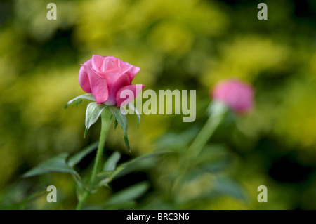 Miniature rose rose. Banque D'Images