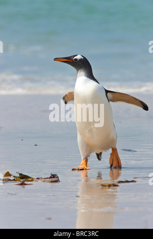 Gentoo pingouin à venir à terre, après la recherche de nourriture en mer. Ils se nourrissent de poissons et crustacés. Nouvelle Île, Îles Falkland, UK Banque D'Images