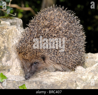 Hérisson (Erinaceus europaeus) dans un jardin Banque D'Images