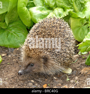 Hérisson (Erinaceus europaeus) dans un jardin Banque D'Images