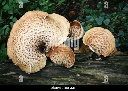 La dryade Polyporus squamosus Champignons selle prise à Dibbinsdale LNR, Wirral, UK Banque D'Images