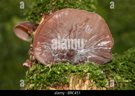 Jelly Champignons oreille Auricularia auricula-judae prises à Dibbinsdale LNR, Wirral, UK Banque D'Images