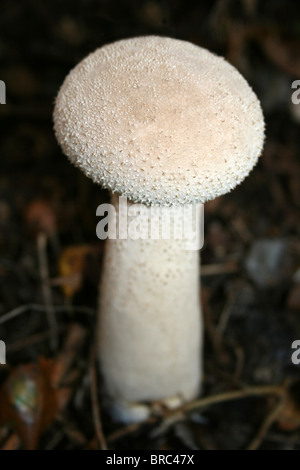 Puffball Lycoperdon excipuliformis pilon prises à Formby Sefton, littoral, UK Banque D'Images