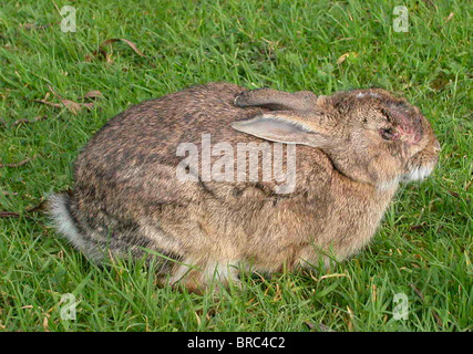 Souffrant de lapin Myxomatose lapin sauvage dans le Sussex souffrant de la maladie de myxomatose Banque D'Images