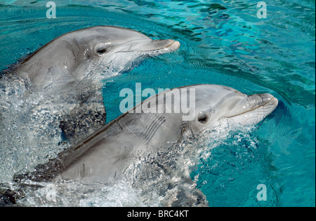 Deux dauphins communs captifs à la bottlenose, Tursiops truncatus, natation, gros plan de la tête, The Mirage Hotel, Las Vegas USA Banque D'Images
