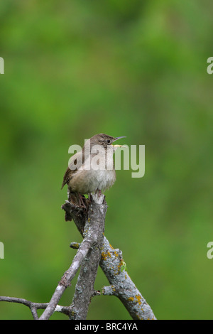 Troglodyte familier Troglodytes aedon dans profil perché sur une branche d'arbre le chant avec son bec ouvert Banque D'Images