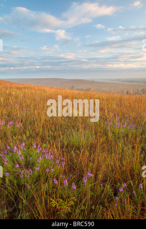 Notation (liatris Liatris punctata) dans des prairies à herbes hautes, Prairie d'National Preserve, Kansas Banque D'Images