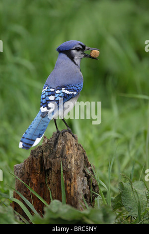 Geai bleu Cyanocitta cristata perché sur une vieille souche d'arbre avec un chien buscuit dans son bec Banque D'Images