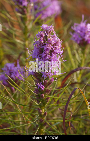 Notation (liatris Liatris punctata) dans des prairies à herbes hautes, Prairie d'National Preserve, Kansas Banque D'Images