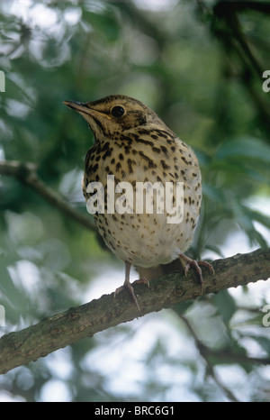 Grive musicienne (Turdus philomelos) sur une branche d'arbre Banque D'Images