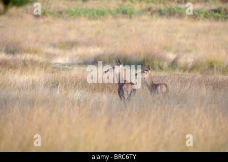 Red Deer (Cervus elaphus ) hinds dans l'herbe haute Banque D'Images