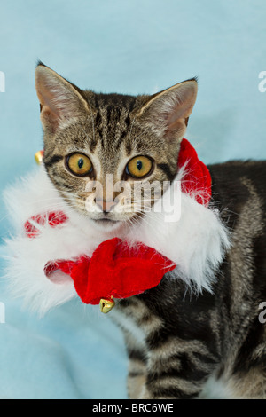 Cute mackerel tabby kitten (Felis catus) wearing Christmas collier et d'une expression perplexe sur son visage tout en regardant directement à l'appareil photo Banque D'Images