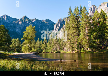 Paysage typique du matin, avec Merced River dans la région de Yosemite National Park, California, USA Banque D'Images