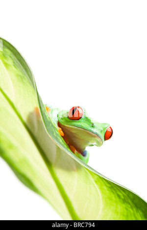 Grenouille sur une feuille - rainette aux yeux rouges (agalychnis callidryas) isolated on white Banque D'Images