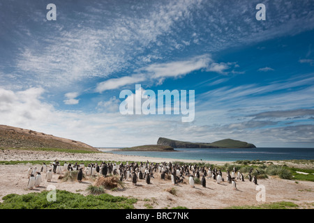 L'île de la carcasse, avec Gentoo et pingouins de Magellan, Nouvelle Île, Îles Falkland. Banque D'Images