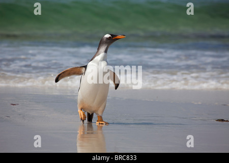 Gentoo pingouin à venir à terre, après la recherche de nourriture en mer. Nouvelle Île, Îles Falkland Banque D'Images
