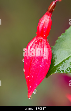 Gouttes de pluie sur Fuchsia fleur au début de l'automne en UK Banque D'Images