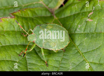 Le Bouclier vert commun Bug, Palomena prasina, nymphe de jardin ; Dorset. Banque D'Images