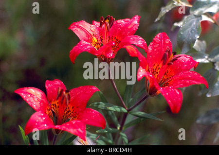 Le lis (Lilium Lilium philadelphicum) en fleurs - Fleurs Sauvages Rouge / Fleurs sauvages fleurissent au printemps, BC, British Columbia, Canada Banque D'Images