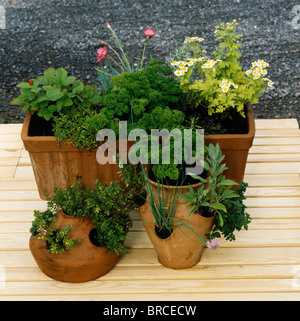 Close-up de fines herbes poussant dans des pots en terre cuite Banque D'Images