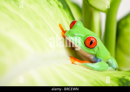 Grenouille dans une usine - rainette aux yeux rouges (agalychnis callidryas) assis sur une feuille avec copyspace Banque D'Images