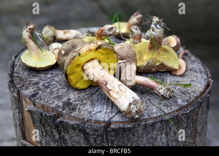 Les champignons typiques recueillies dans une forêt anglaise Banque D'Images