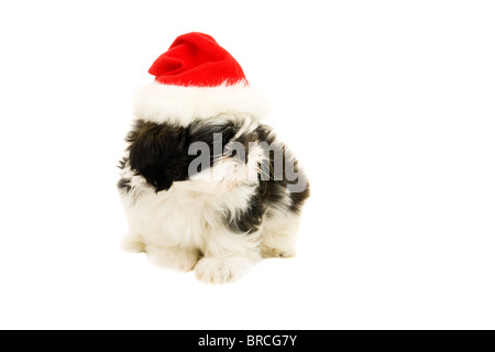 Shih Tzu chiot mignon tous seul dans un chapeau de Père Noël. Banque D'Images