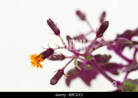Purple Passion Houseplant (Gynura aurantiaca) entrée en fleur Banque D'Images