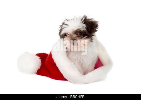 Adorables petits Shih Tzu chiot portant un chapeau de Père Noël sur le mauvais bout ! Banque D'Images