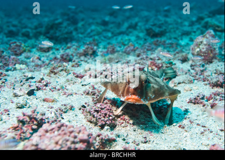 L'île Cocos, poisson chauve-souris, du Costa Rica, de l'Océan Pacifique Banque D'Images