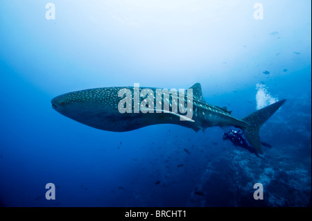 Rhincodon typus, Cocos Island, du Costa Rica, de l'Océan Pacifique Banque D'Images