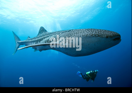 Rhincodon typus, Cocos Island, du Costa Rica, de l'Océan Pacifique Banque D'Images